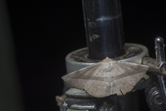 Sarcinodes yaeyamana