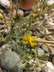 Grindelia oxylepis