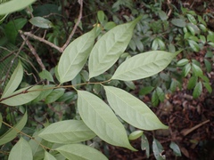 Prunus phaeosticta