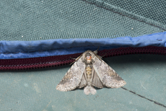 Disparia wilemani