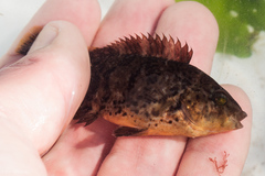 Tautogolabrus adspersus