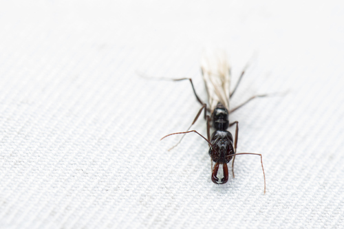 (c) Licheng Shih, some rights reserved (CC BY), uploaded by Licheng Shih