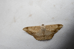 Luxiaria amasa