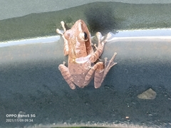 Polypedates leucomystax