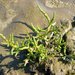 Salicornia europaea - Photo (c) Bas Kers (NL), osa oikeuksista pidätetään (CC BY-NC-SA)