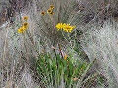 Hymenoxys integrifolia