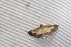 Cnaphalocrocis limbalis