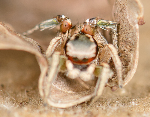 Habronattus pyrrithrix
