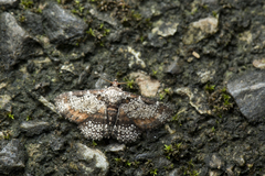Caduca albopunctata