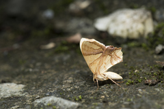 Trotocraspeda divaricata