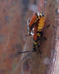 Chauliognathus atricornis