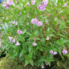 Epilobium × treleaseanum