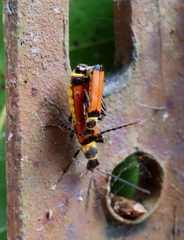 Chauliognathus atricornis