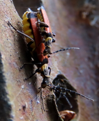 Chauliognathus atricornis