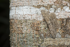 Hypomecis punctinalis