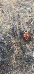 Harmonia axyridis