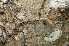 Dindica polyphaenaria