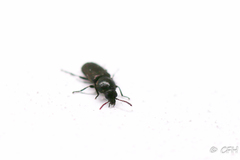 Dasytinae