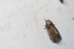 Norracoides basinotata