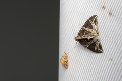 Ecliptopera rectilinea kanshinensis