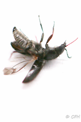 Dasytinae
