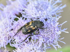 Strigoderma mexicana