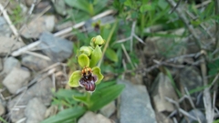 Ophrys bombyliflora