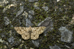 Racotis boarmiaria