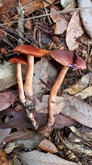 Cortinarius californicus