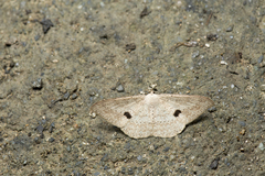 Luxiaria mitorrhaphes