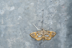 Paracymoriza cataclystalis