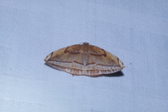 Loxotephria