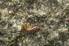 Cermatobius