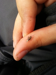 Horistus orientalis