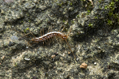 Cermatobius
