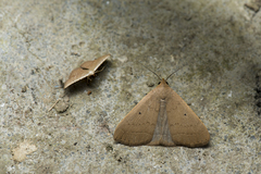 Simplicia unipuncta
