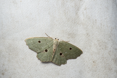 Chlorodontopera taiwana
