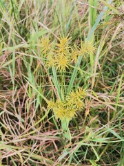 Cyperus odoratus odoratus