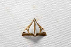 Agrioglypta eurytusalis