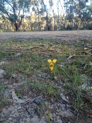 Diuris brevifolia