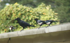 Corvus macrorhynchos