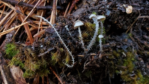 Dendrocollybia racemosa — (c) Thea Chesney, some rights reserved (CC BY)