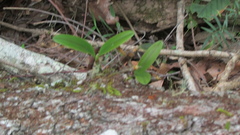 Dendrobium speciosum