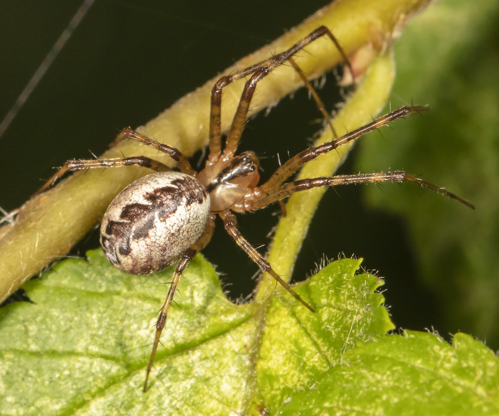 Pityohyphantes