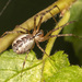 Pityohyphantes - Photo (c) Karl Kroeker,  זכויות יוצרים חלקיות (CC BY-NC), הועלה על ידי Karl Kroeker