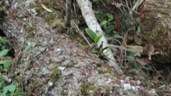 Dendrobium speciosum