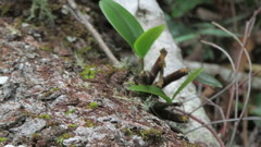 Dendrobium speciosum
