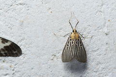 Tyspanodes hypsalis