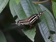 Catonephele mexicana