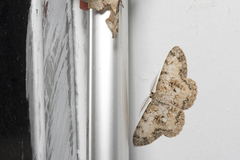 Hypomecis percnioides